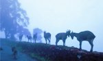 Meet the Nilgiri Tahr Munnar