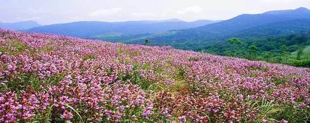 eravikulam national park